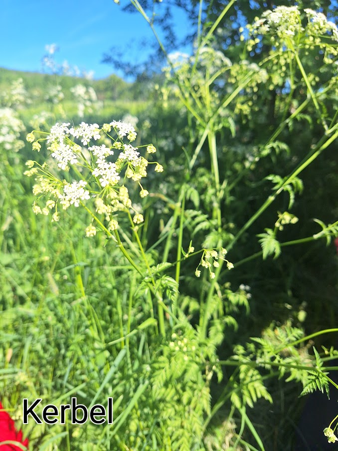 Hände sortieren Kräuter in einem Korb