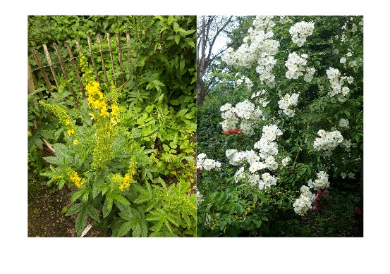 Waldweg mit Kräutern